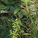 Mentha spicata - Grüne Minze