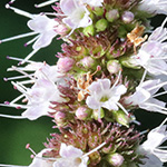 Mentha spicata - Grüne Minze
