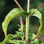 Mentha spicata - Grüne Minze
