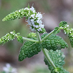 Mentha suaveolens - Rundblättrige Minze