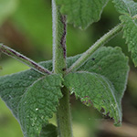Mentha villosa - Hain-Minze