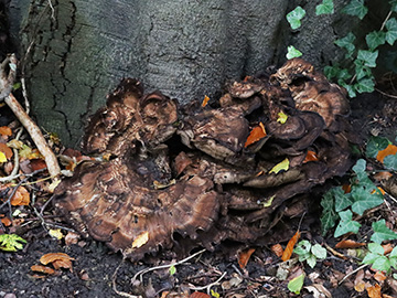 Meripilus giganteus