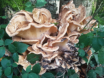 Meripilus giganteus