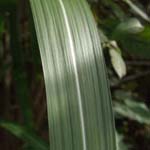 Miscanthus giganteus