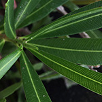 Nerium oleander - Oleander