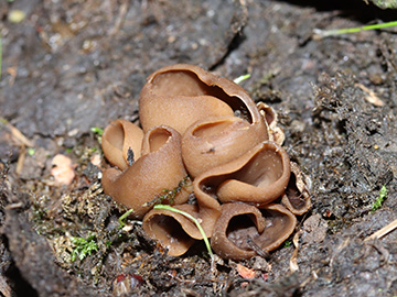 Otidea alutacea
