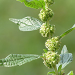 Parietaria officinalis - Aufrechtes Glaskraut