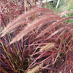 Pennisetum setaceum - Rotes Lampenputzergras