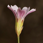 Petrorhagia saxifraga - Steinbrech-Felsennelke