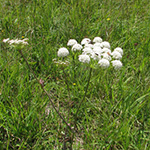 Peucedanum cervaria - Echte Hirschwurz