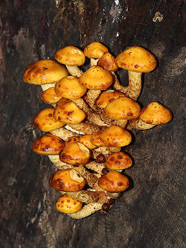 Pholiota adiposa