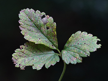 Phragmidium mexicanum