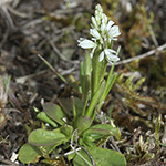 Polygala amarella - Sumpf-Kreuzblümchen