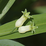 Polygonatum verticillatum - Quirlblättrige Weißwurz