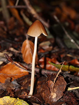 Psathyrella conopilus