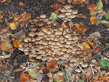 Psathyrella multipedata