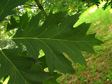 Quercus coccinea