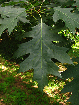 Quercus coccinea