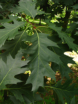 Quercus coccinea