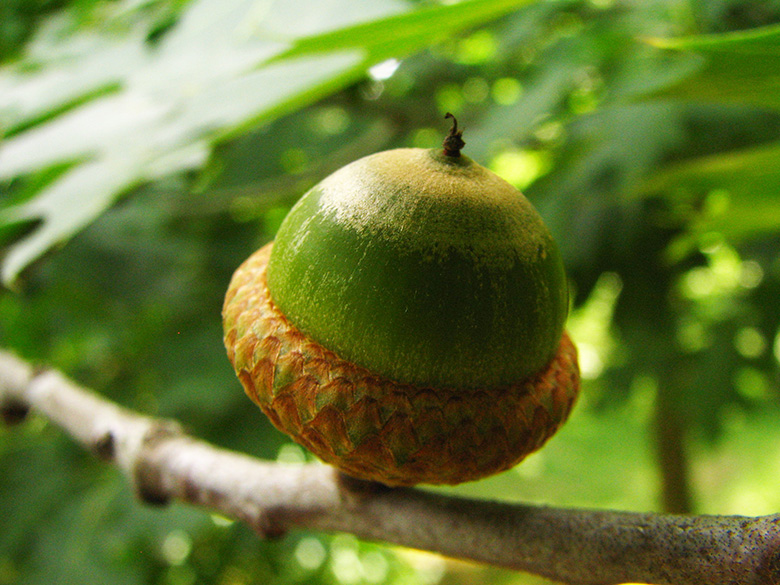 Quercus coccinea