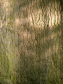 Quercus coccinea