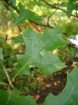 Quercus palustris