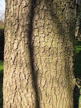 Quercus rosacea