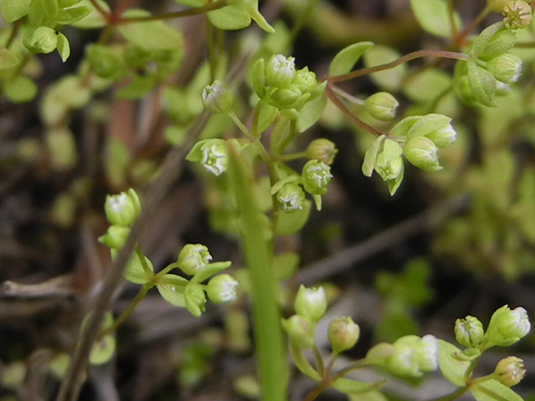 Radiola linoides