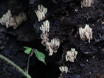 Ramaria stricta