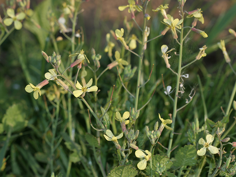 Raphanus raphanistrum