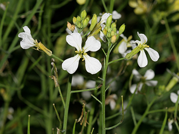 Raphanus raphanistrum