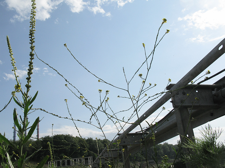 Rapistrum rugosum