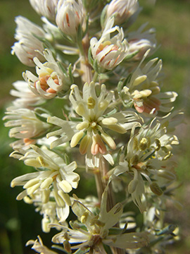 Reseda alba