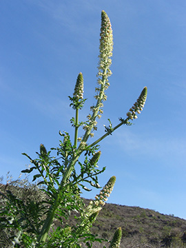 Reseda alba