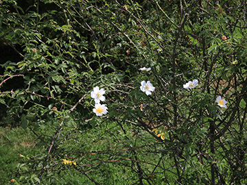 Rosa agrestis