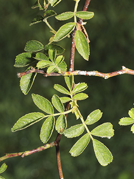 Rosa agrestis