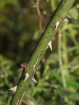 Rosa agrestis