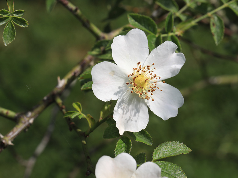 Rosa agrestis