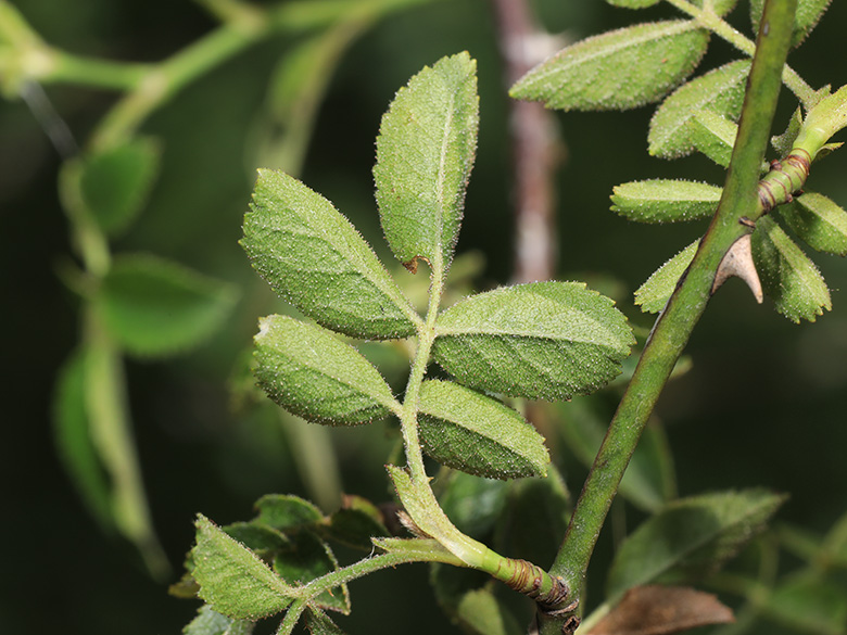Rosa agrestis
