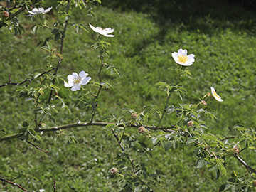 Rosa agrestis