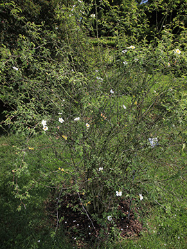 Rosa agrestis