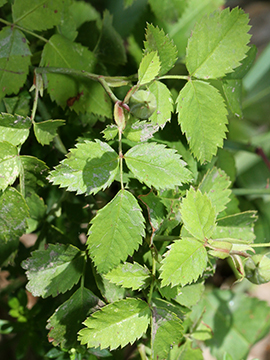 Rosa arvensis