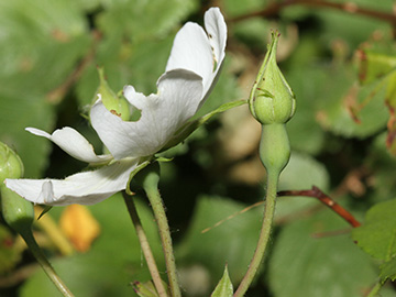 Rosa arvensis