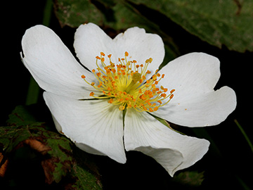Rosa arvensis