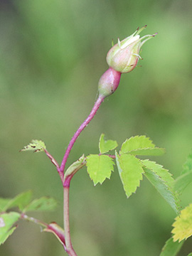 Rosa arvensis