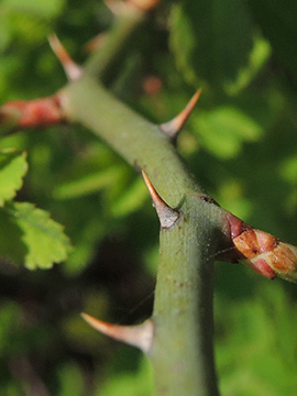 Rosa arvensis