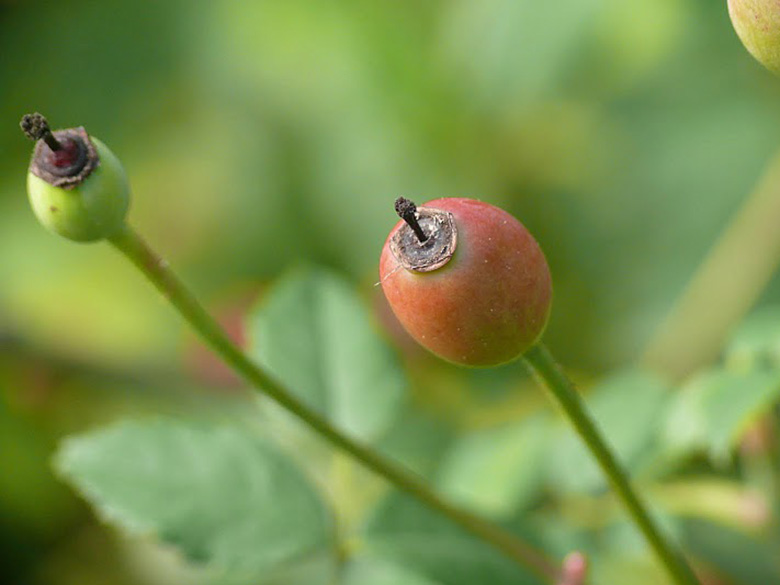 Rosa arvensis