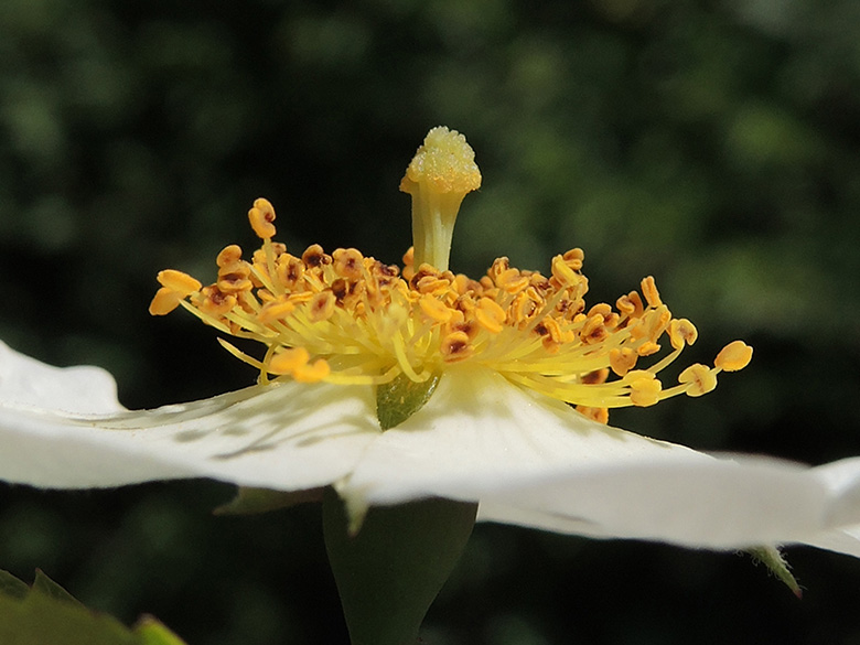 Rosa arvensis