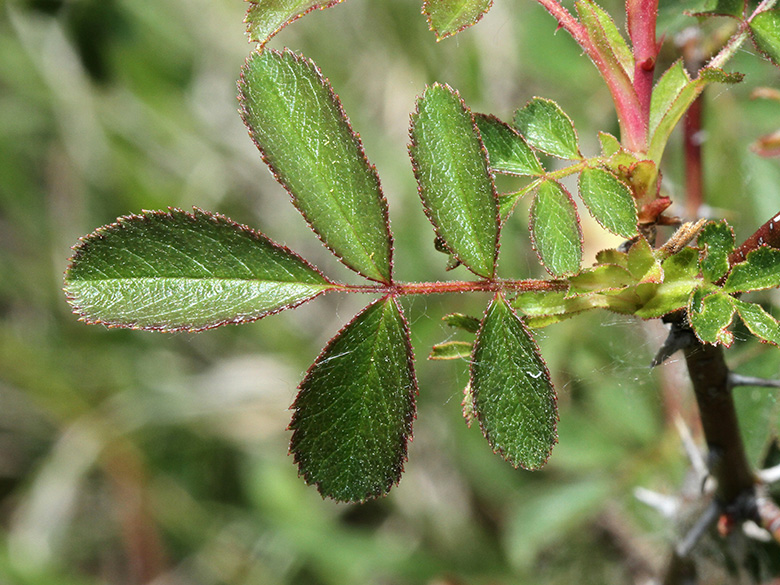 Rosa elliptica