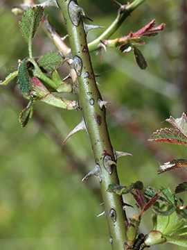 Rosa elliptica
